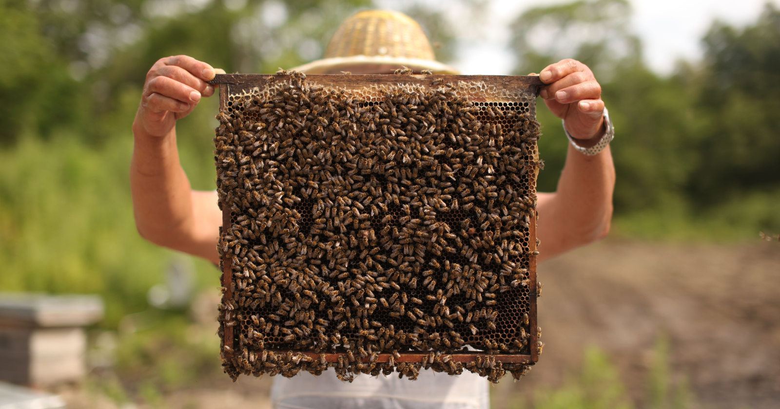 Bees have never been documented nesting inside animal bone in the history of paleontology, until researchers found six nests stacked inside one 20,000-year-old tooth socket