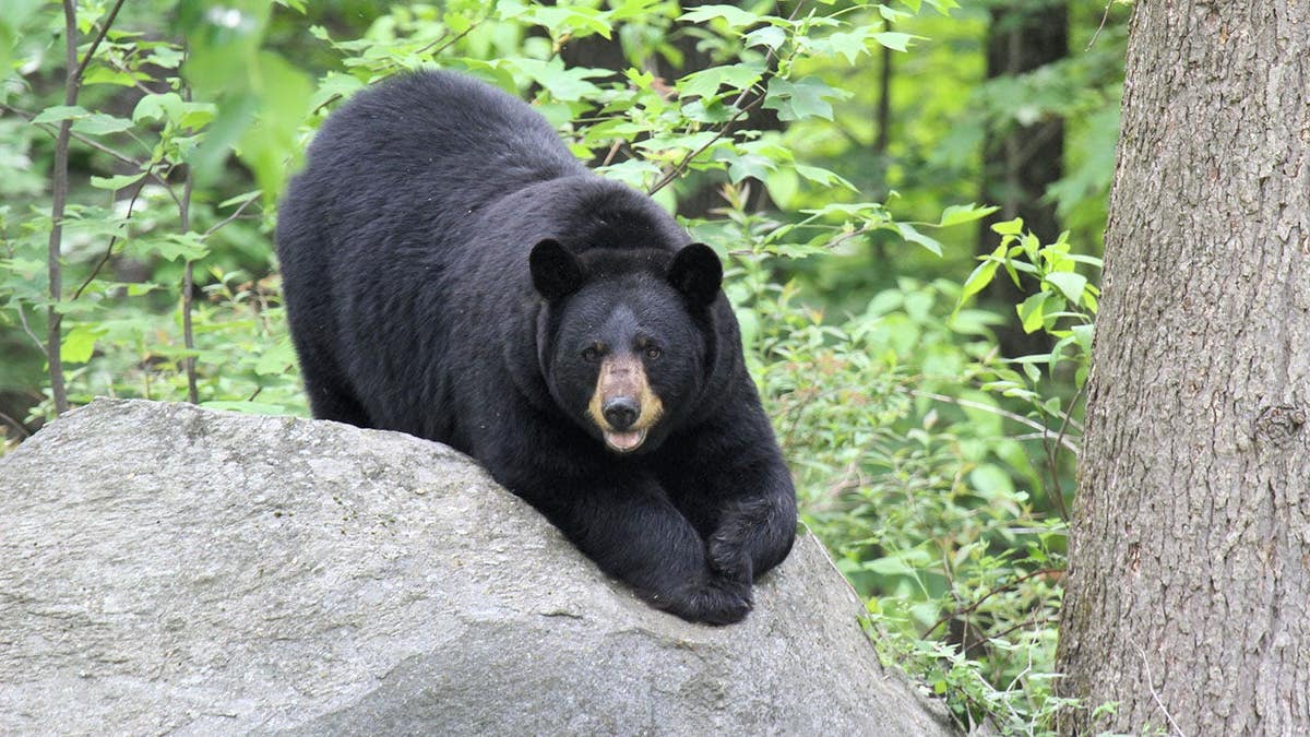 Black bear mother relaxing on a boulder looking at the camera in New Hartford Connecticut