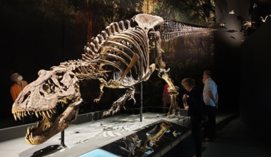 A 2021 estimate suggested that about 2.5 billion Tyrannosaurus rex lived, while only 32 relatively well-preserved post-juvenile specimens were then held in public museums — roughly one for every 80 million animals. And T. rex is one of the better represented large theropods