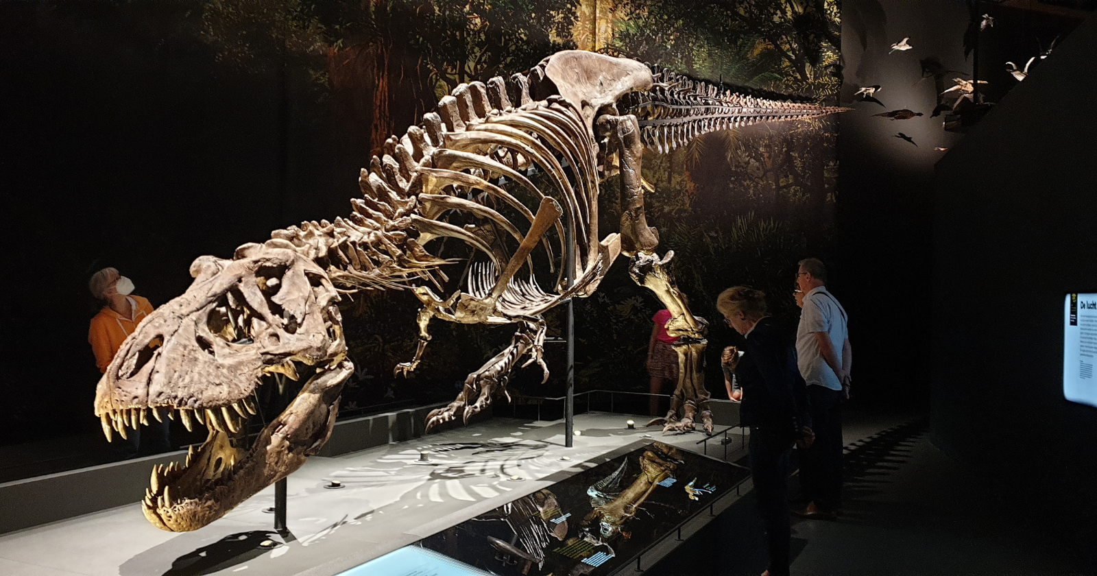 A 2021 estimate suggested that about 2.5 billion Tyrannosaurus rex lived, while only 32 relatively well-preserved post-juvenile specimens were then held in public museums — roughly one for every 80 million animals. And T. rex is one of the better represented large theropods