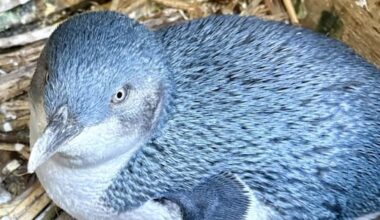 Unvaccinated penguins spark Kaikōura trust review amidst bird flu