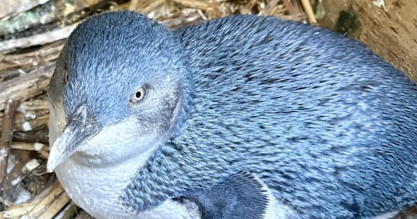 Unvaccinated penguins spark Kaikōura trust review amidst bird flu