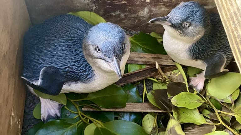 Two kororā fledglings after finishing rehab and artificial rearing.