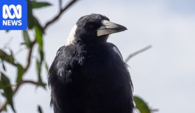 Which animals have been infected by H5N1 bird flu in Australia so far?