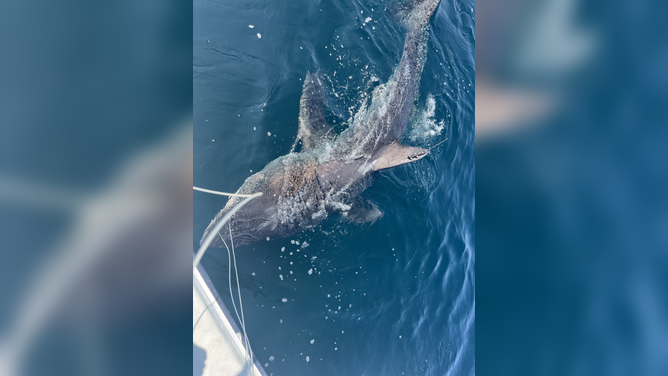 White shark Percy being tagged off the coast of Nova Scotia in July 2025.