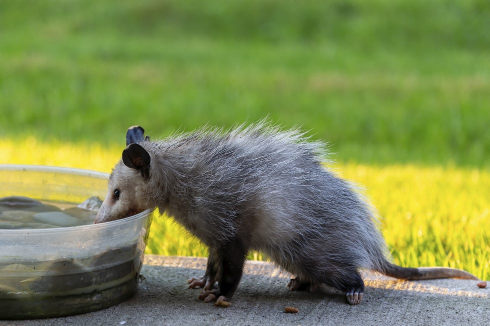 opossum drinking from a large bowl