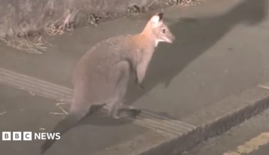 A wallaby stands on a pavement in the dark while looking out towards the main road