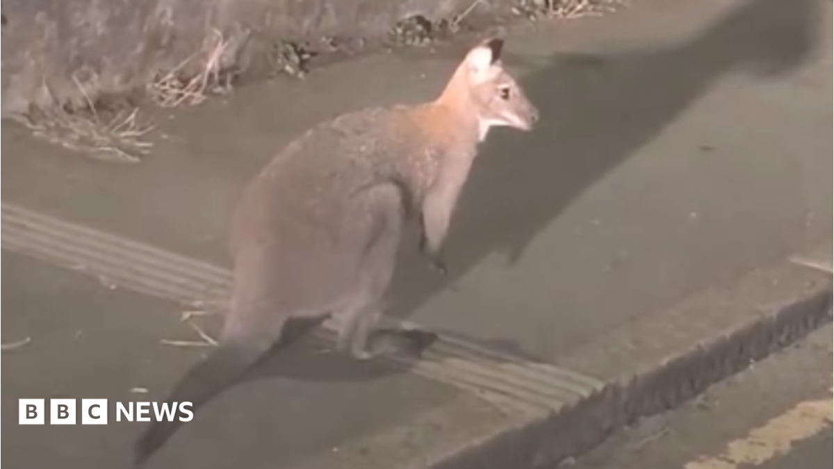 A wallaby stands on a pavement in the dark while looking out towards the main road