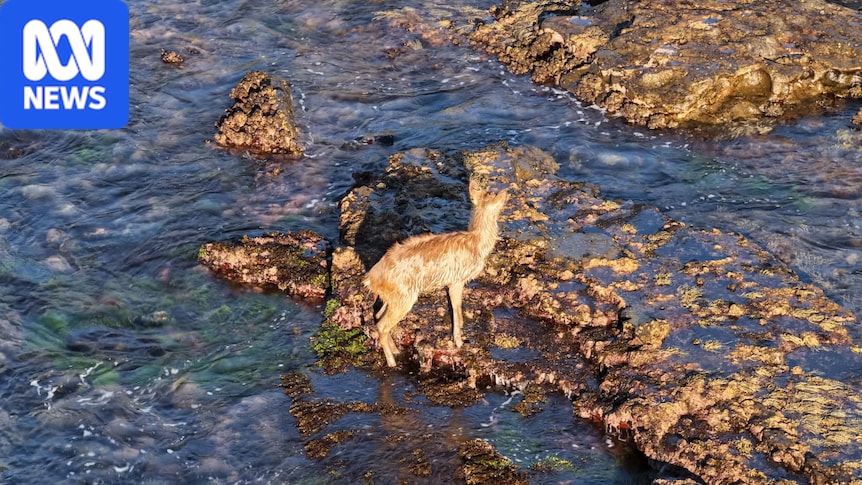 Deer on rock shelf near Wollongong pool highlights urban pest problem