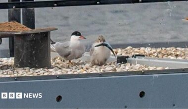 Two terns, one holding a fish in its beak, on a raft at Rainton Meadows Nature Reserve. The raft's bed is covered in stones and has a protective glass around it.