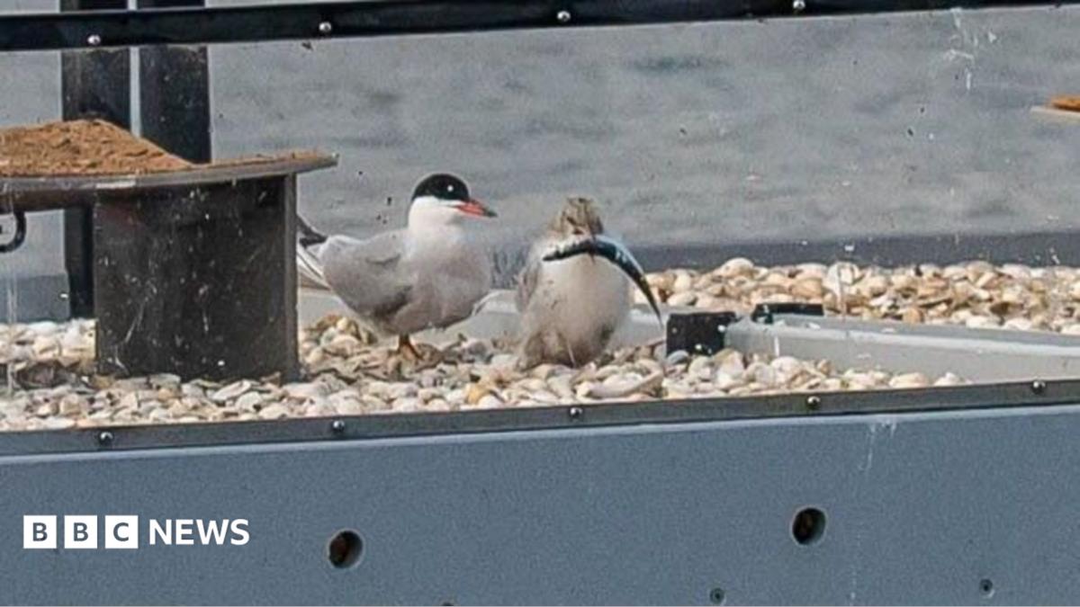 Two terns, one holding a fish in its beak, on a raft at Rainton Meadows Nature Reserve. The raft's bed is covered in stones and has a protective glass around it.