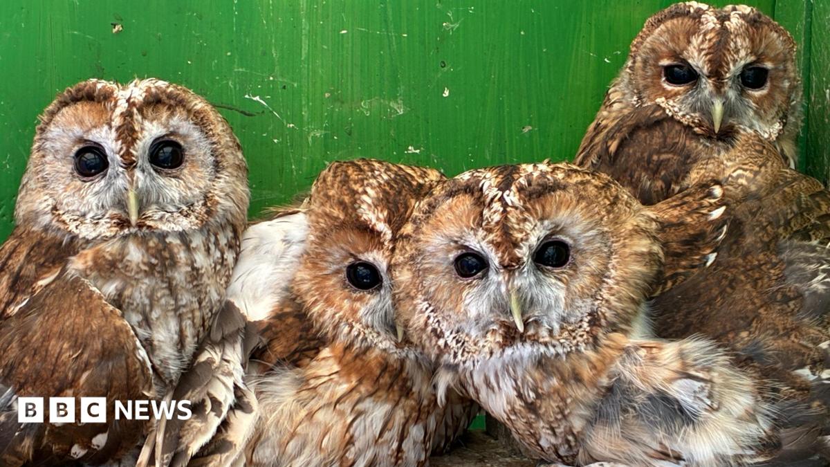 Four rescued tawny owls huddle together in a cage at a wildlife rescue centre