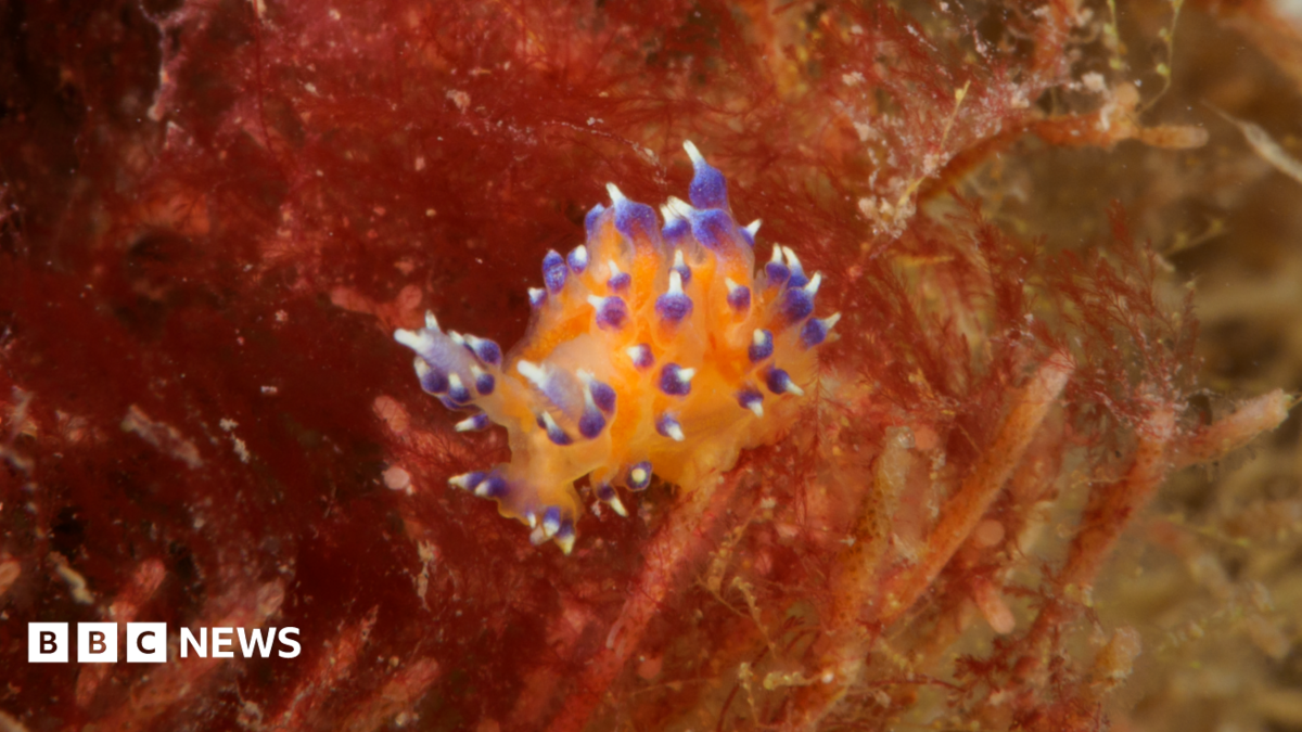The image shows an orange sea slug. It has soft purple and white projections protruding from the main body.