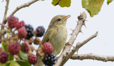 A small bird is perched on a thorny branch with ripening blackberries against a bright sky.