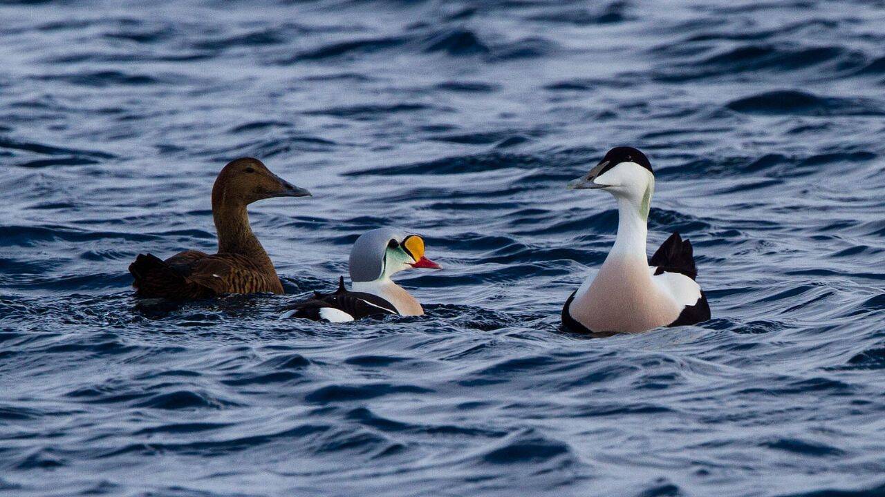 King Eider and Common Eider. Image Credit: Ron Knight/Wikipedia Changing ecosystem for the seabird colonies