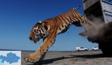 Kazakhstan Releases First Tiger Into Wild in More Than 70 Years