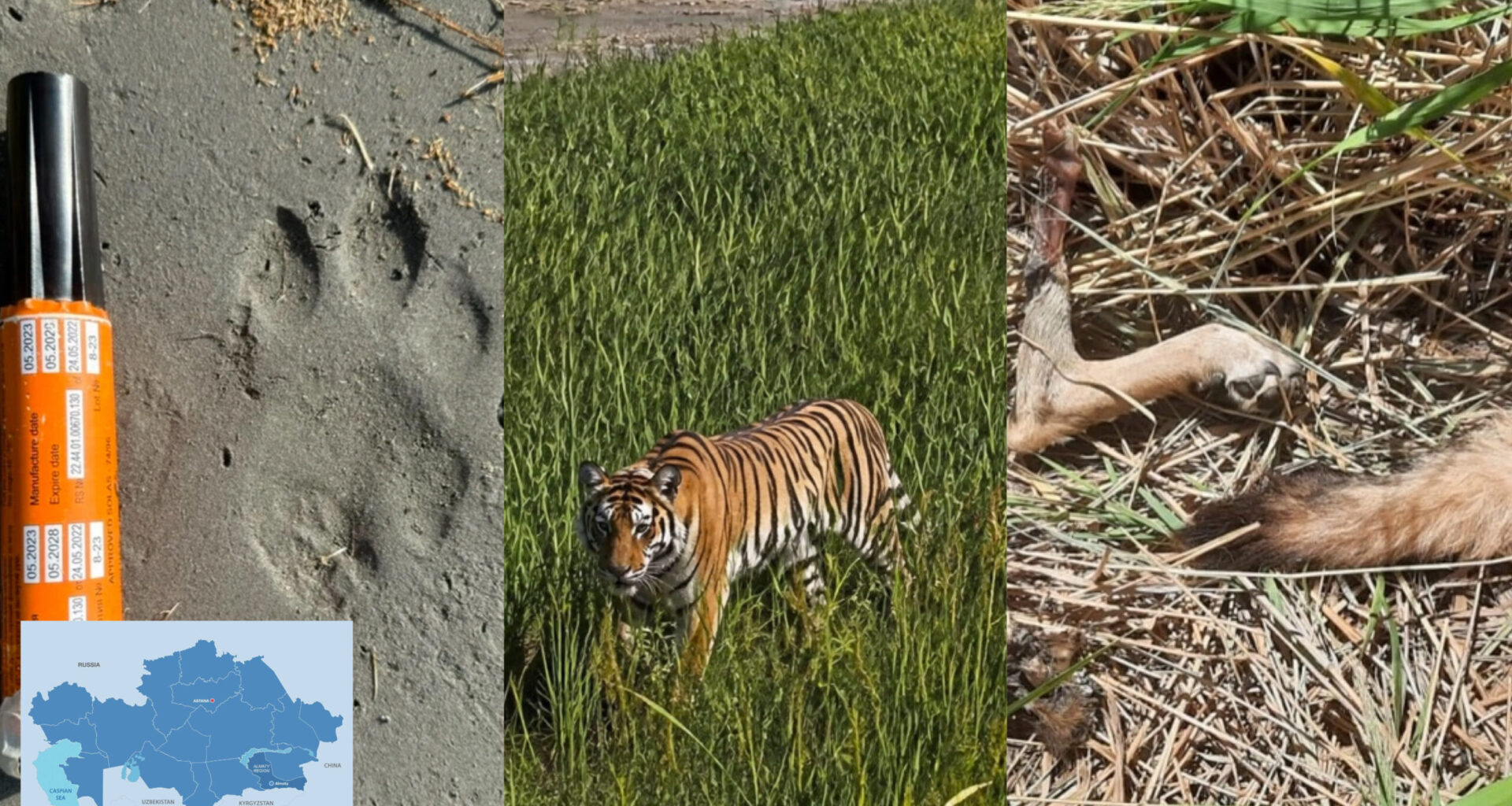 Tigress Umit Shows Signs of Successful Adaptation in Kazakhstan’s Ile-Balkhash Reserve