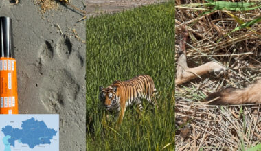 Tigress Umit Shows Signs of Successful Adaptation in Kazakhstan’s Ile-Balkhash Reserve