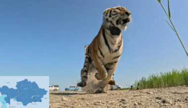 How Kazakhstan's First Released Tiger Adapts to Life in Wild