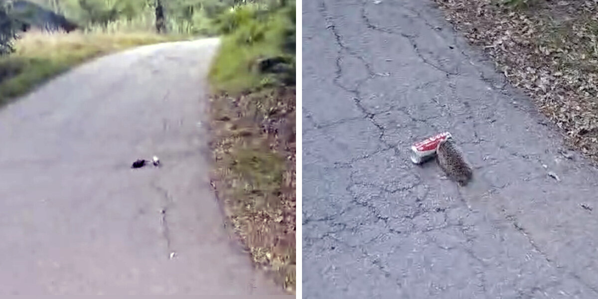 Campers Hear An Aluminum Can Rolling — Then Spot A Little Hedgehog