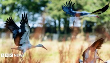 Three storks fly above a field in the sunshine.