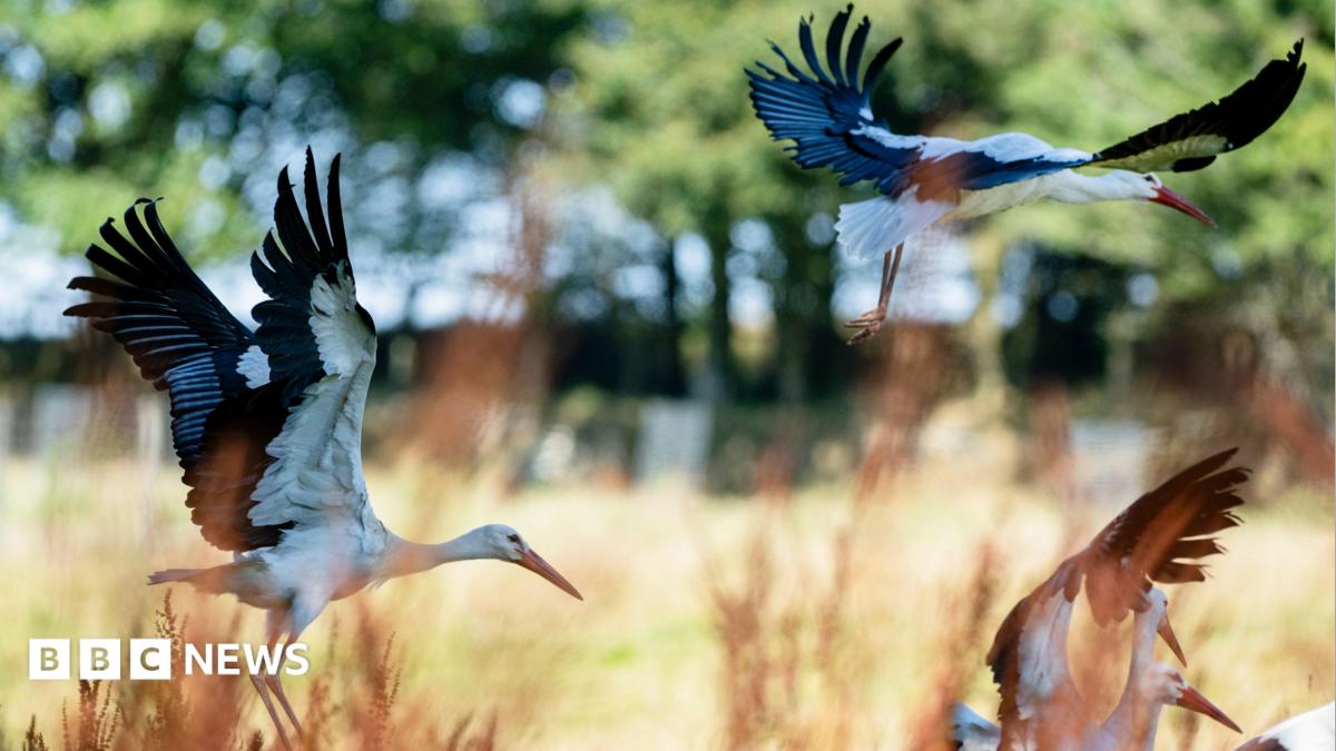 Three storks fly above a field in the sunshine.