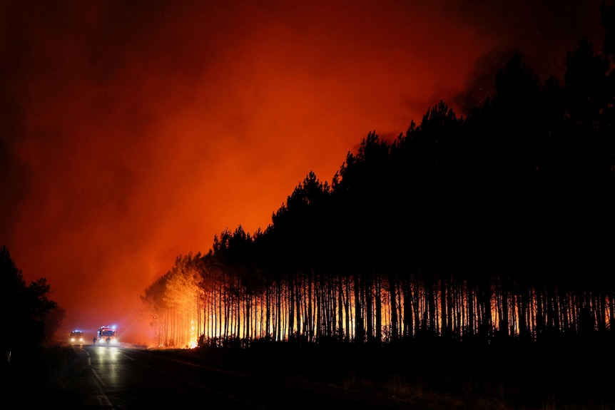 Black trees contrast a red fire looming.