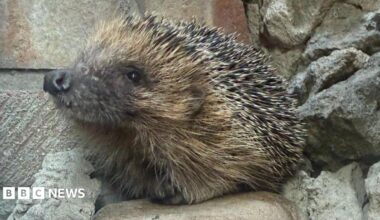A hedgehog with a black nose and spines on its back is perched on a large stone against a red brick wall.