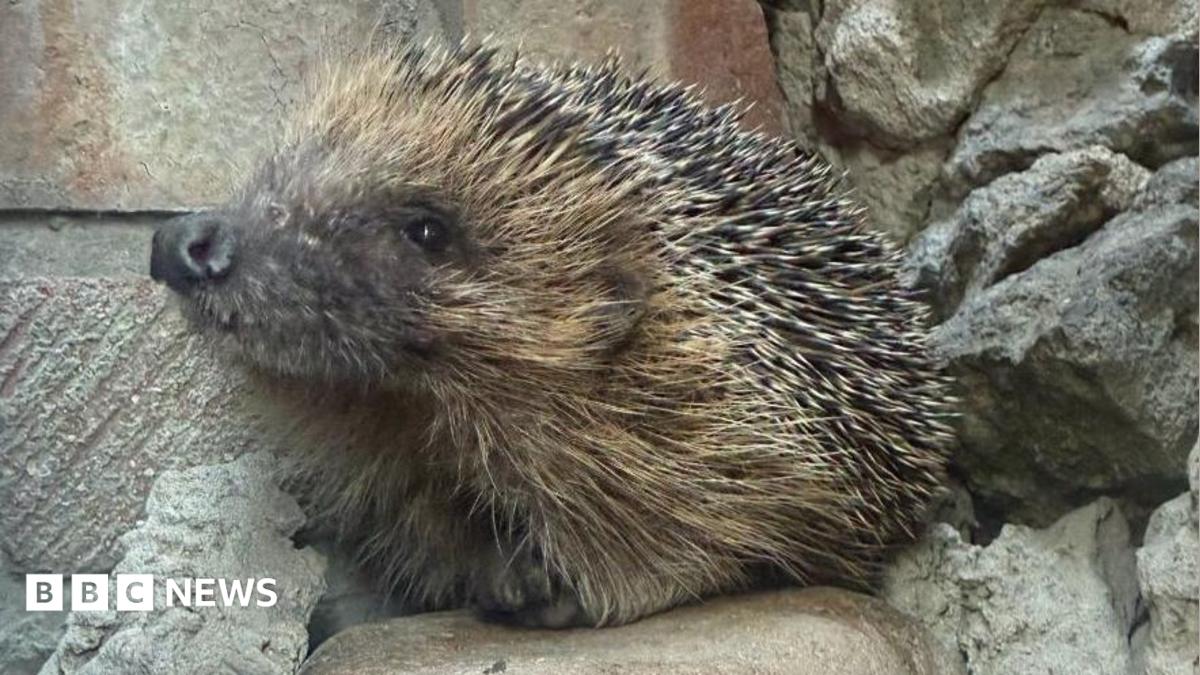 A hedgehog with a black nose and spines on its back is perched on a large stone against a red brick wall.