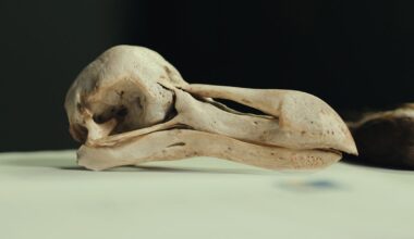 Dodo skull preserved in the collection of Natural History Museum Denmark