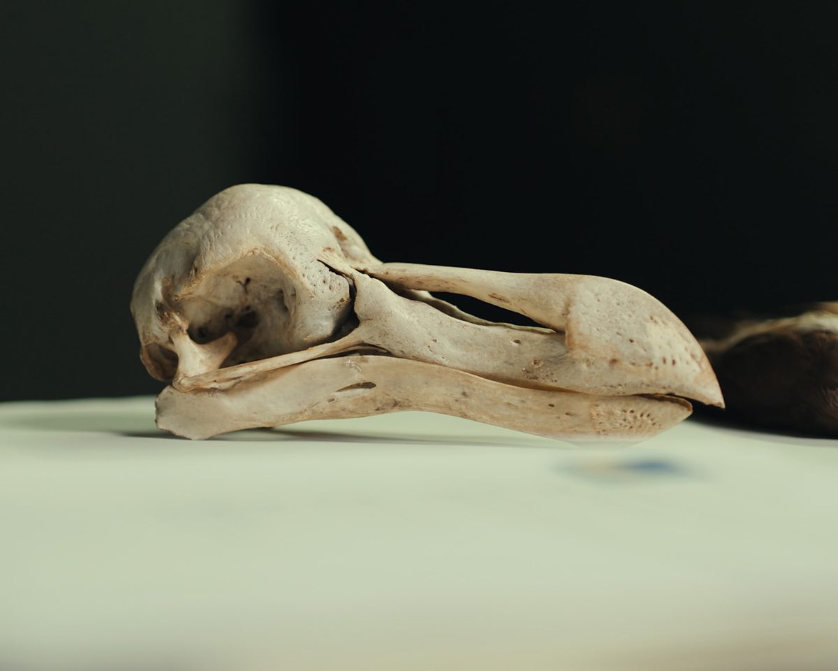 Dodo skull preserved in the collection of Natural History Museum Denmark