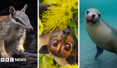 Clockwise from top left - Australian Flying Fox, Numbat, Mary River Turtle, Australian Sea Lion, Regent Honeyeater, Gilbert's Potoroo, Carnaby's Black Cockatoo