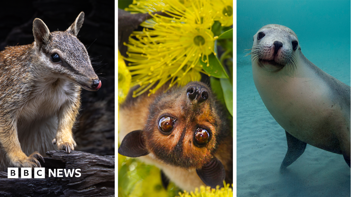 Clockwise from top left - Australian Flying Fox, Numbat, Mary River Turtle, Australian Sea Lion, Regent Honeyeater, Gilbert's Potoroo, Carnaby's Black Cockatoo