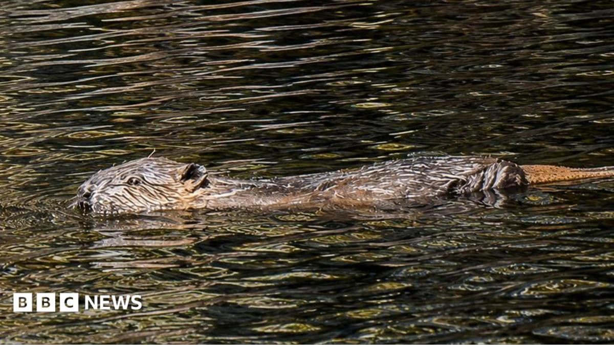 A beaver swimming a river. It has brown fur and is wet.