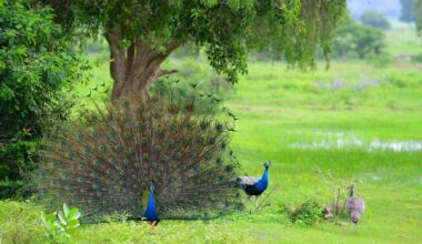 India donates five peacocks to UN Geneva, reviving decades-old tradition - Deccan Herald