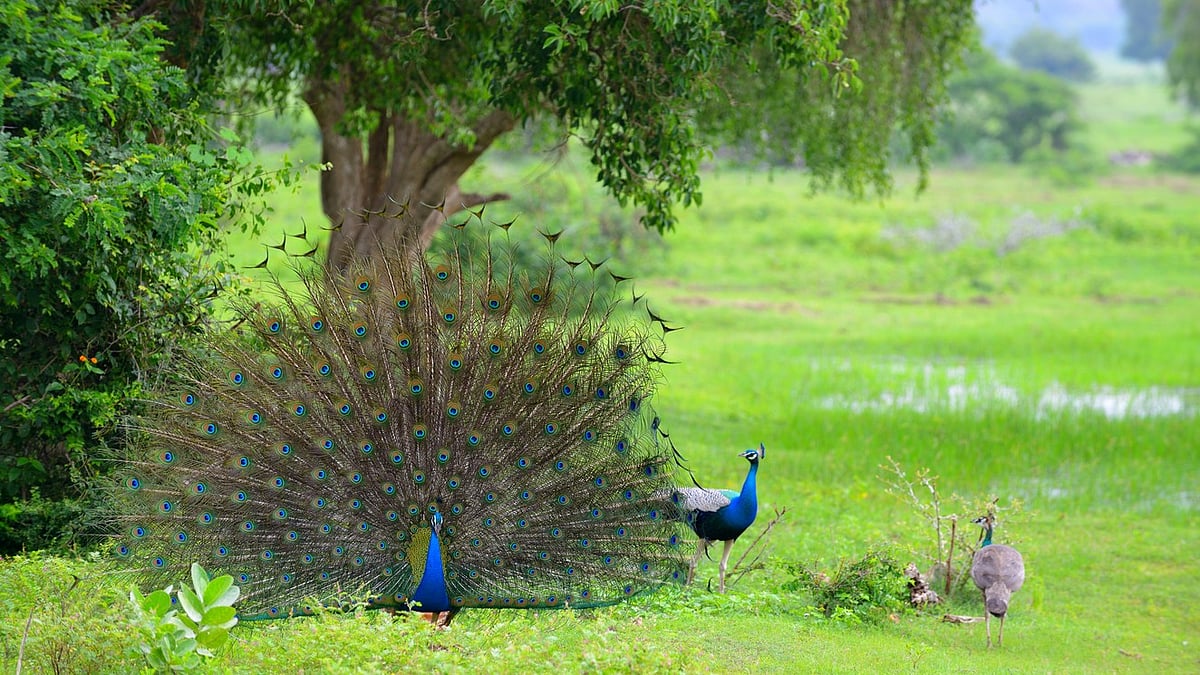India donates five peacocks to UN Geneva, reviving decades-old tradition - Deccan Herald
