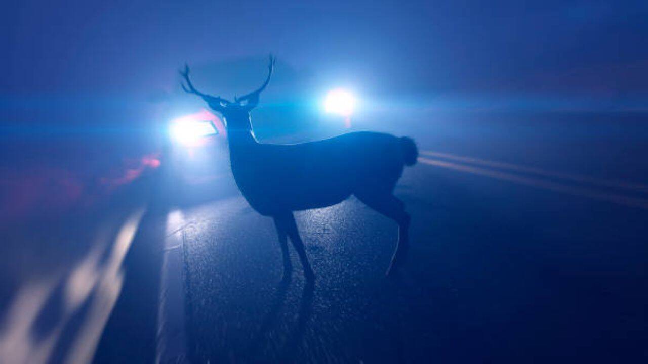They were 15% less likely to be near roads, choosing to spend time in remote habitat areas instead. Deer avoid habitats where pumas reside