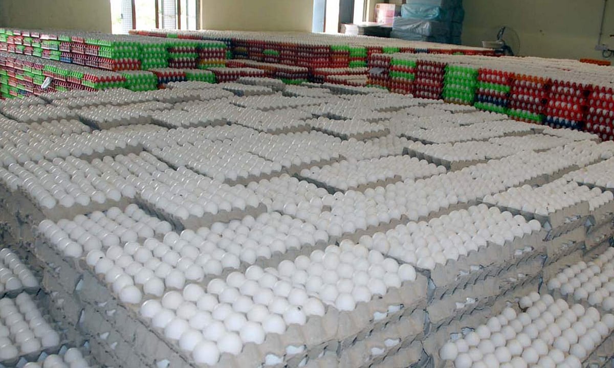 Maize for ethanol pushes feed costs up, poultry hub in distress