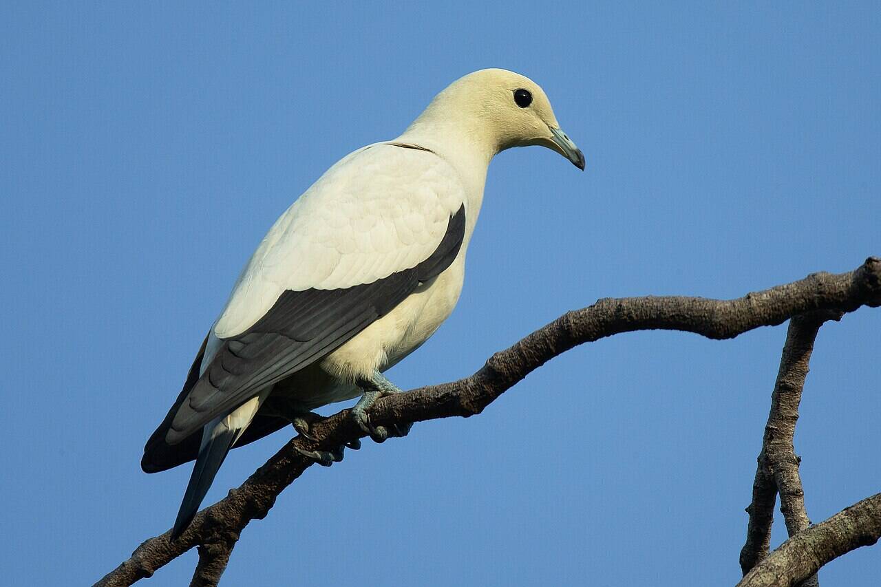Their observations helped restore habitat and understand the bird's specific needs. Decades of counts revealed a significant increase in the pied imperial-pigeon population. Local participation proved critical for successful wildlife conservation efforts. Image Credits: Wikimedia Commons Ducula_bicolor_-_Chinese_Garden