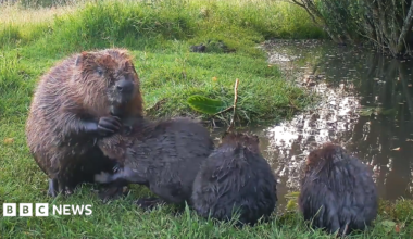 An adult beaver and three baby kits sit on a grassy riverbank in Somerset. The mother beaver appears to be grooming one of the kits.