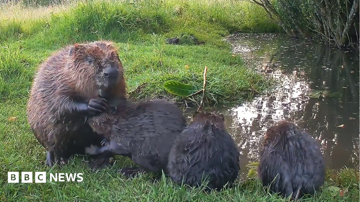 An adult beaver and three baby kits sit on a grassy riverbank in Somerset. The mother beaver appears to be grooming one of the kits.