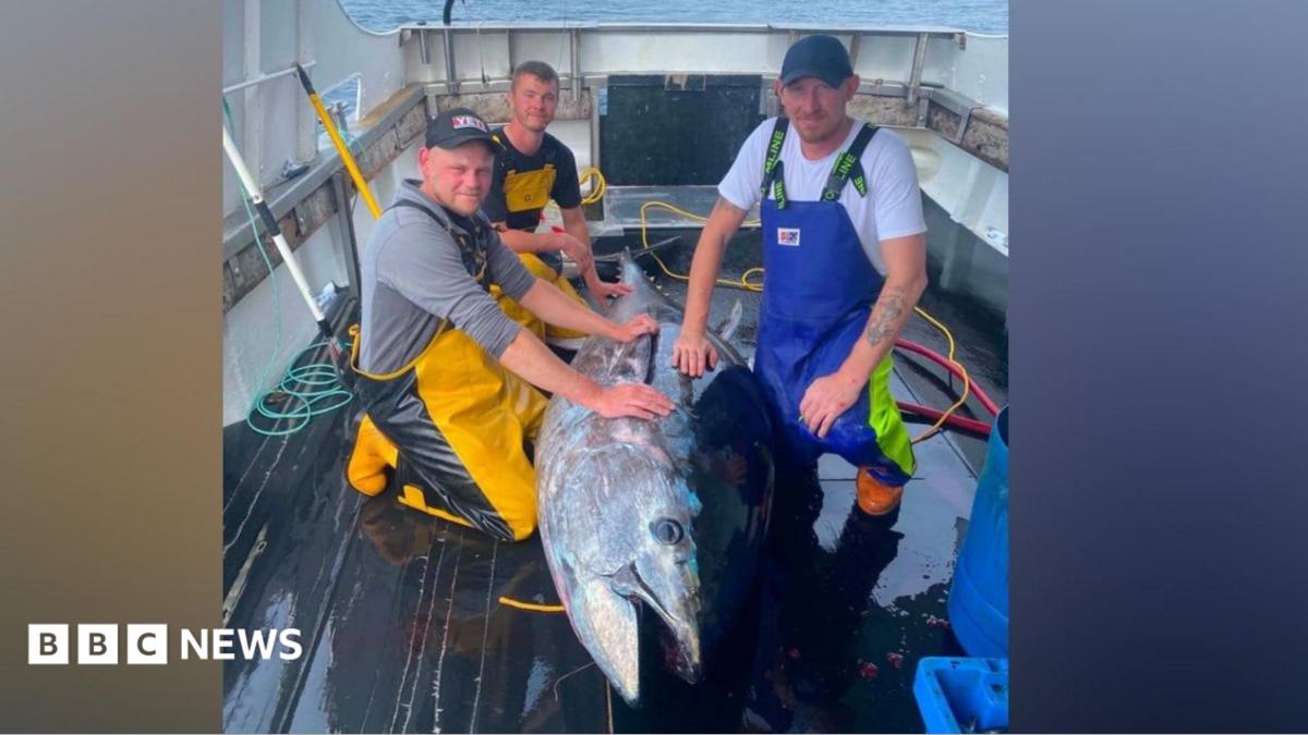 Three crew members on board The Dominator with a large bluefin tuna.