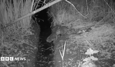 A night camera has captured an adult beaver and a kit on the edge of a riverbank about to dive into water.