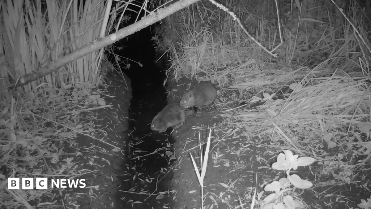 A night camera has captured an adult beaver and a kit on the edge of a riverbank about to dive into water.