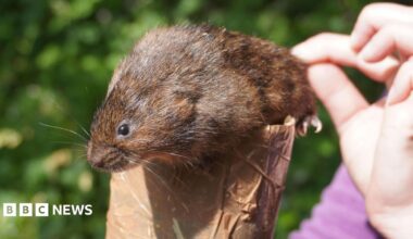 An image of a water vole being held by a wildlife expert.