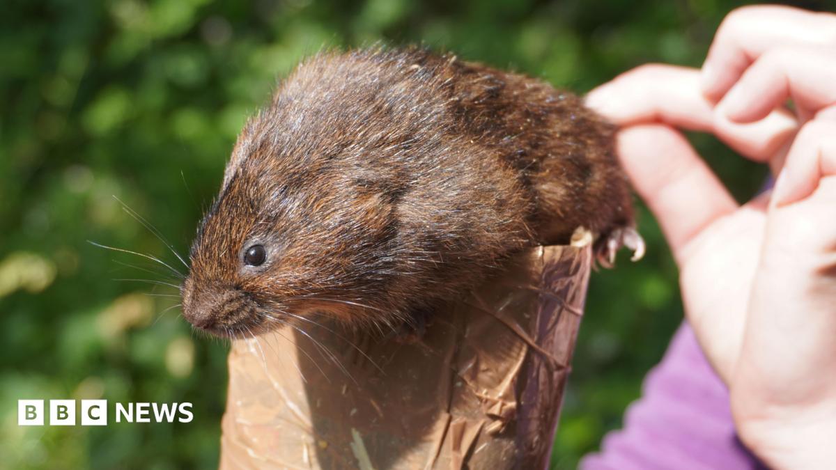 An image of a water vole being held by a wildlife expert.