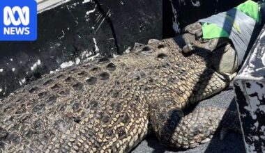 Large saltwater crocodile that closed Broome's Cable Beach captured and relocated