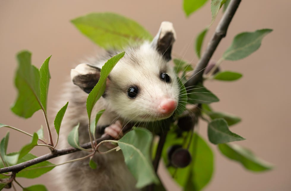 opossum baby on branch with leaves