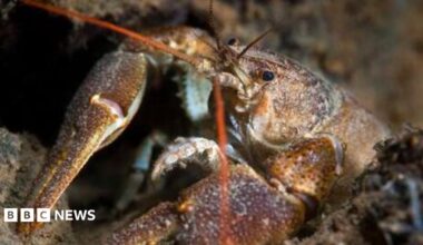 Close up of the front portion of a white-clawed crayfish. The crustacean is brown, mottled with white and has two red antenna.