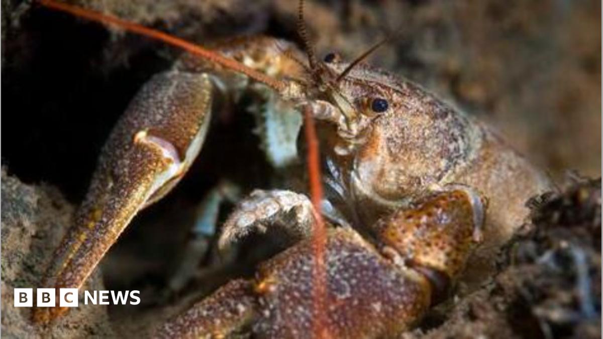 Close up of the front portion of a white-clawed crayfish. The crustacean is brown, mottled with white and has two red antenna.